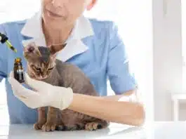 Quelle huile de CBD pour chat choisir pour votre animal