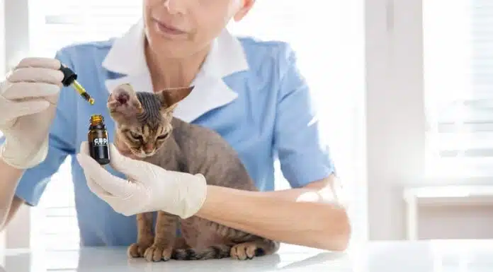 Bien choisir l’huile de CBD idéale pour votre chat Quelle huile de CBD pour chat choisir pour votre animal