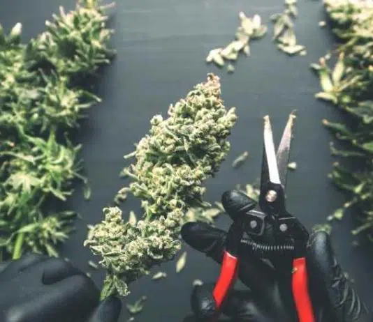 Quand récolter du cannabis ?