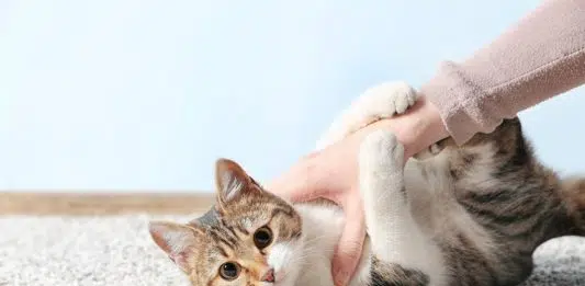 Quel examen pour la toxoplasmose ?