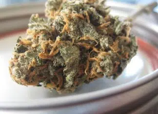 Le CBD : un puissant produit aux vertus thérapeutiques Le CBD : un puissant produit aux vertus thérapeutiques