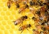 Les produits de la ruche : bienfaits et usages !