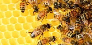 Les produits de la ruche : bienfaits et usages !